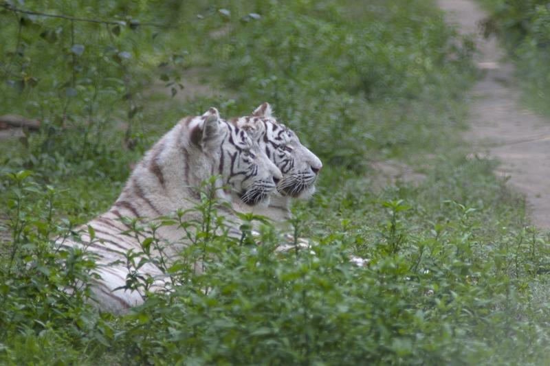 Cjp_2011_08_02_085725 (1).jpg